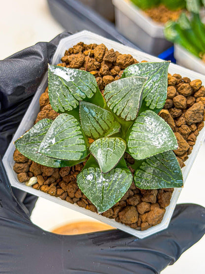 Haworthia Xianggua Dao (wa3) (11) | Rare Hybrids