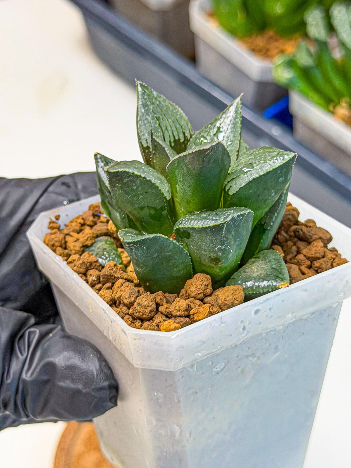 Haworthia Xianggua Dao (wa3) (12) | Rare Hybrids