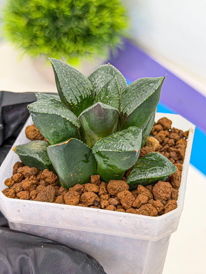 Haworthia Xianggua Dao (wa3) (12) | Rare Hybrids