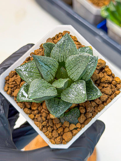 Haworthia Xianggua Dao (wa3) (12) | Rare Hybrids