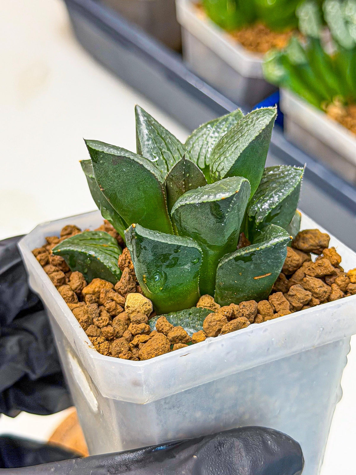 Haworthia Xianggua Dao (wa3) (12) | Rare Hybrids