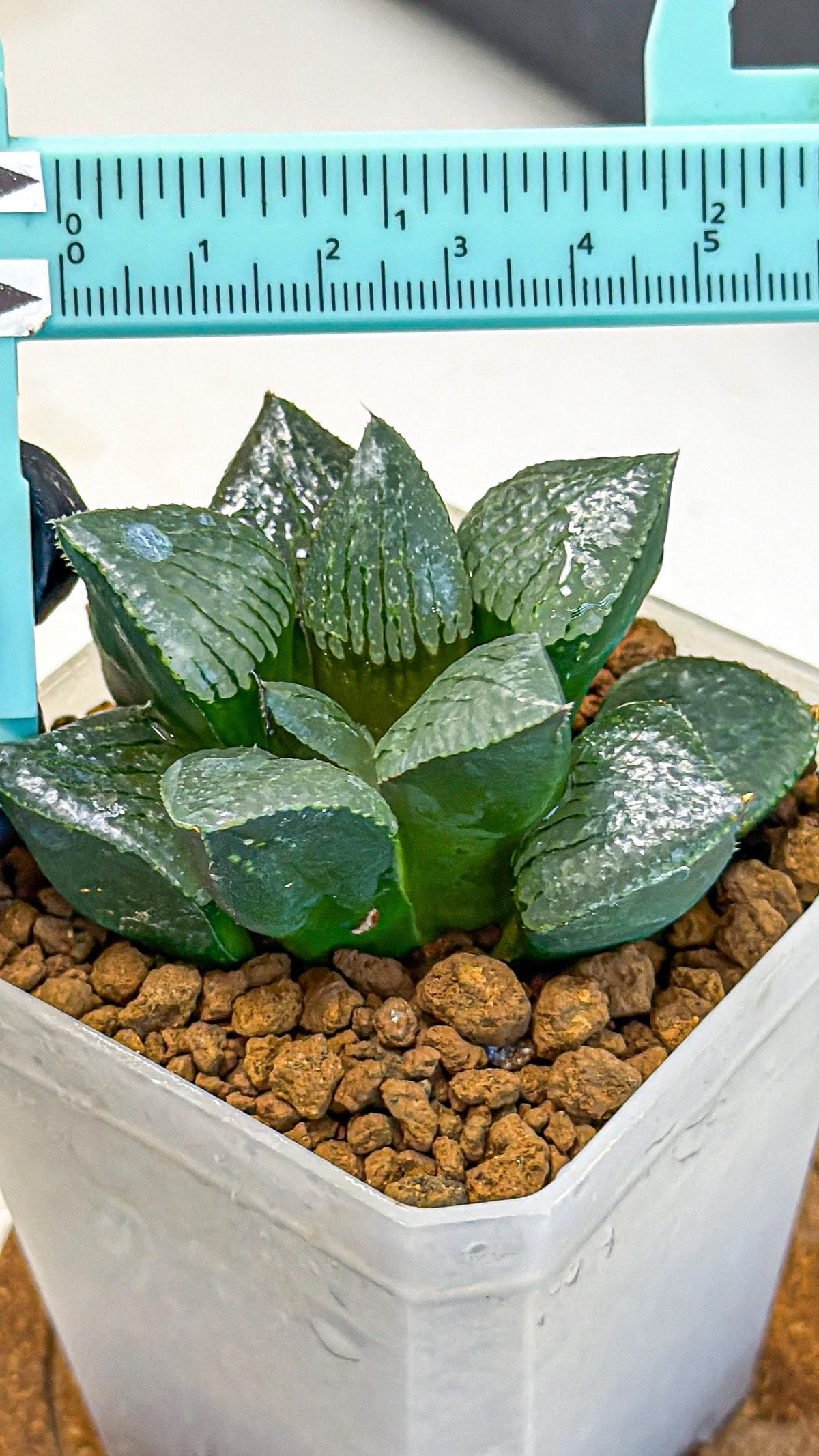 Haworthia Xianggua Dao (wa3) (13) | Rare Hybrids