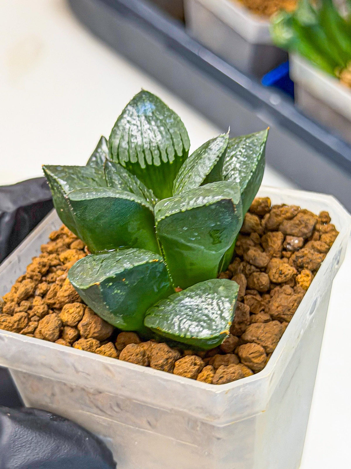 Haworthia Xianggua Dao (wa3) (13) | Rare Hybrids