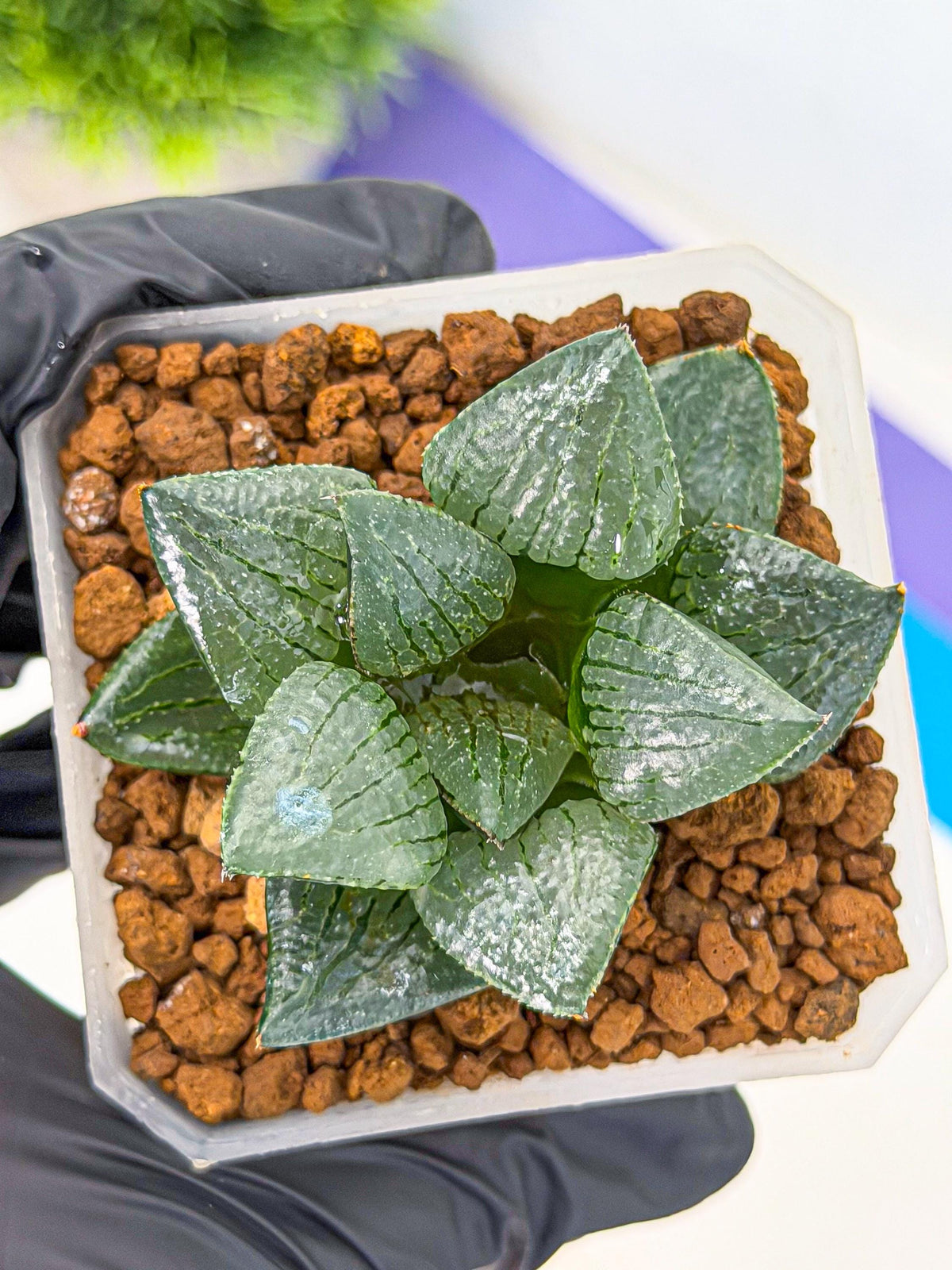 Haworthia Xianggua Dao (wa3) (13) | Rare Hybrids