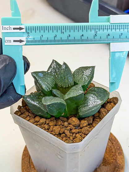 Haworthia Xianggua Dao (wa3) (13) | Rare Hybrids