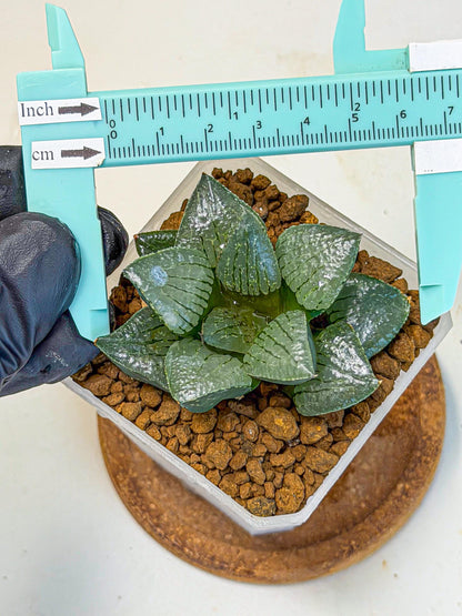 Haworthia Xianggua Dao (wa3) (13) | Rare Hybrids