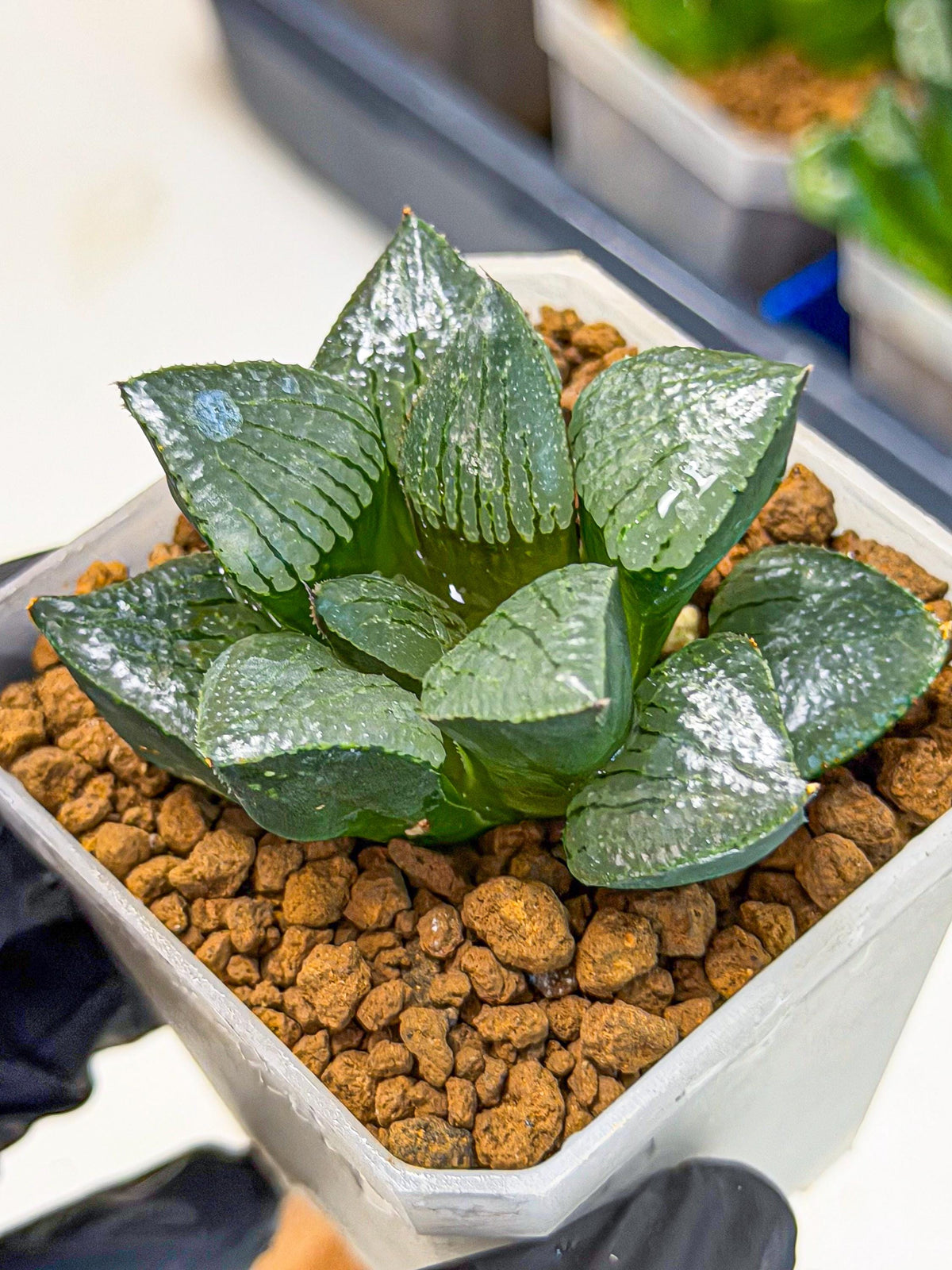 Haworthia Xianggua Dao (wa3) (13) | Rare Hybrids