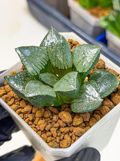 Haworthia Xianggua Dao (wa3) (13) | Rare Hybrids