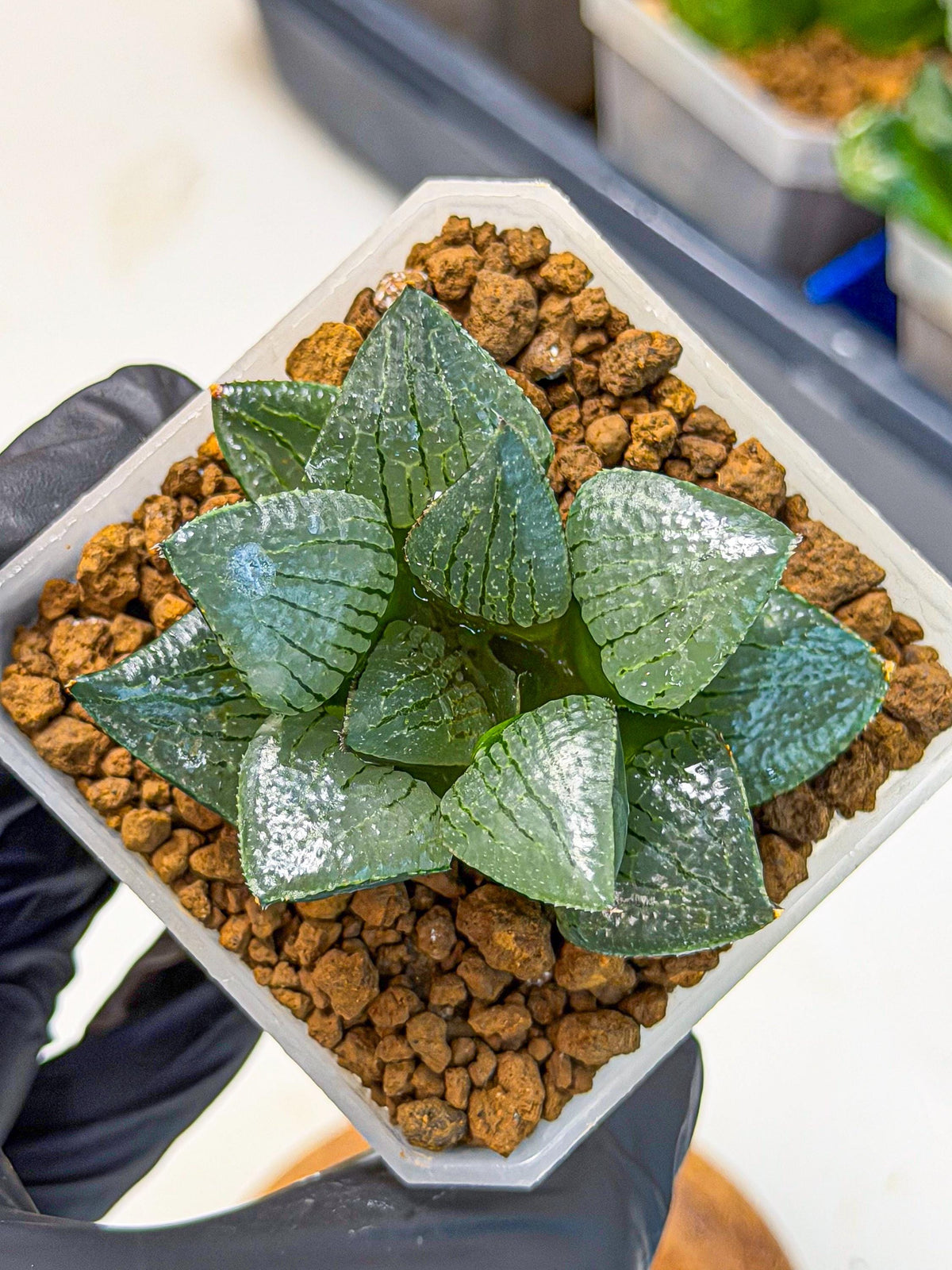 Haworthia Xianggua Dao (wa3) (13) | Rare Hybrids