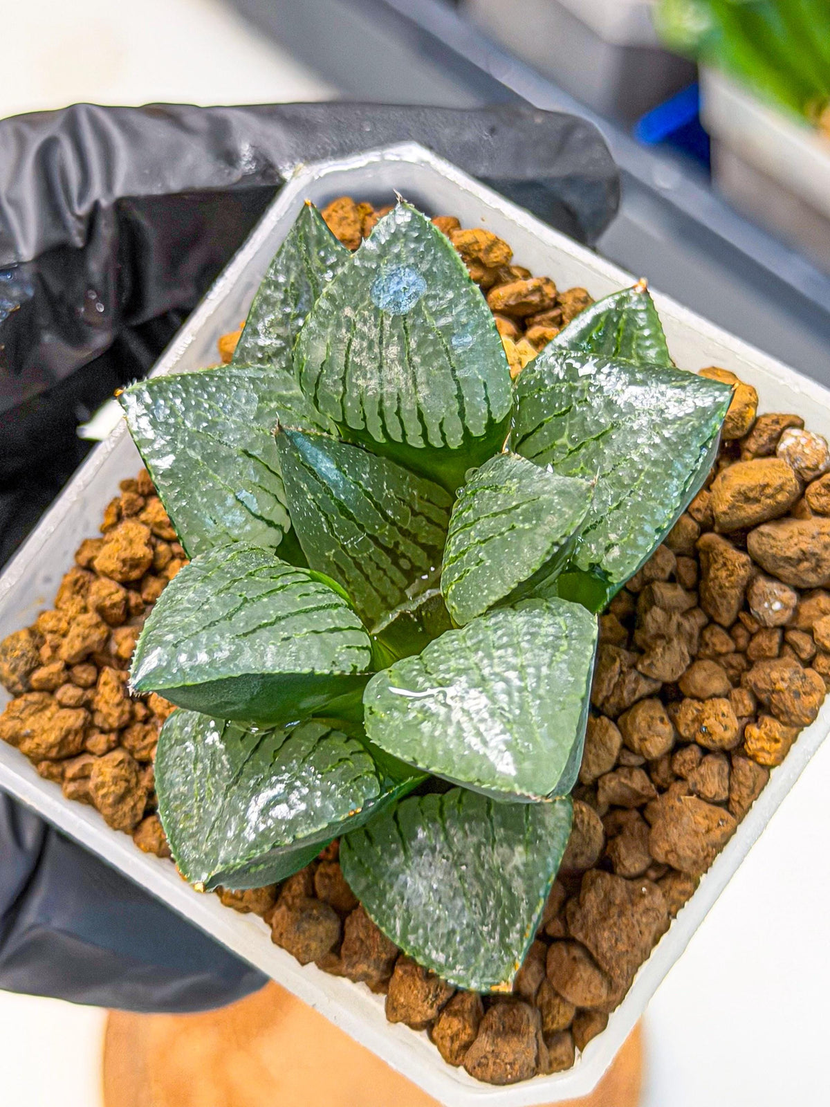 Haworthia Xianggua Dao (wa3) (13) | Rare Hybrids