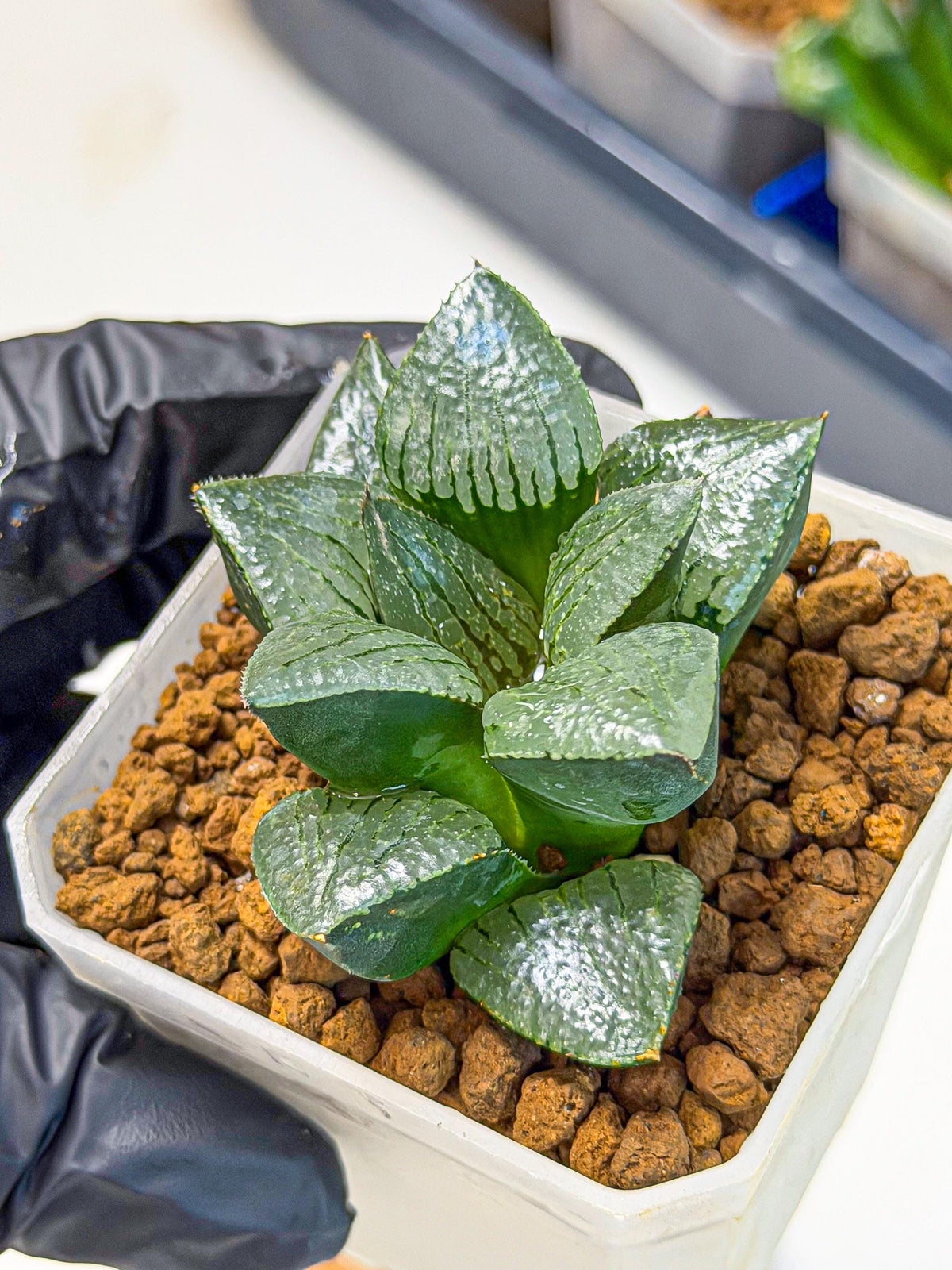 Haworthia Xianggua Dao (wa3) (13) | Rare Hybrids