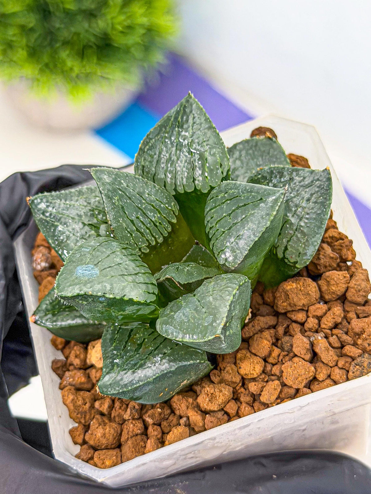 Haworthia Xianggua Dao (wa3) (13) | Rare Hybrids