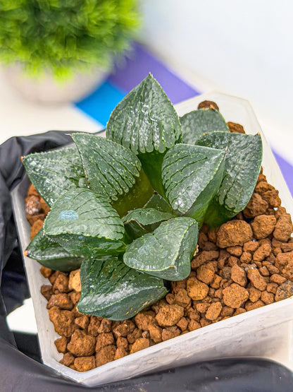 Haworthia Xianggua Dao (wa3) (13) | Rare Hybrids