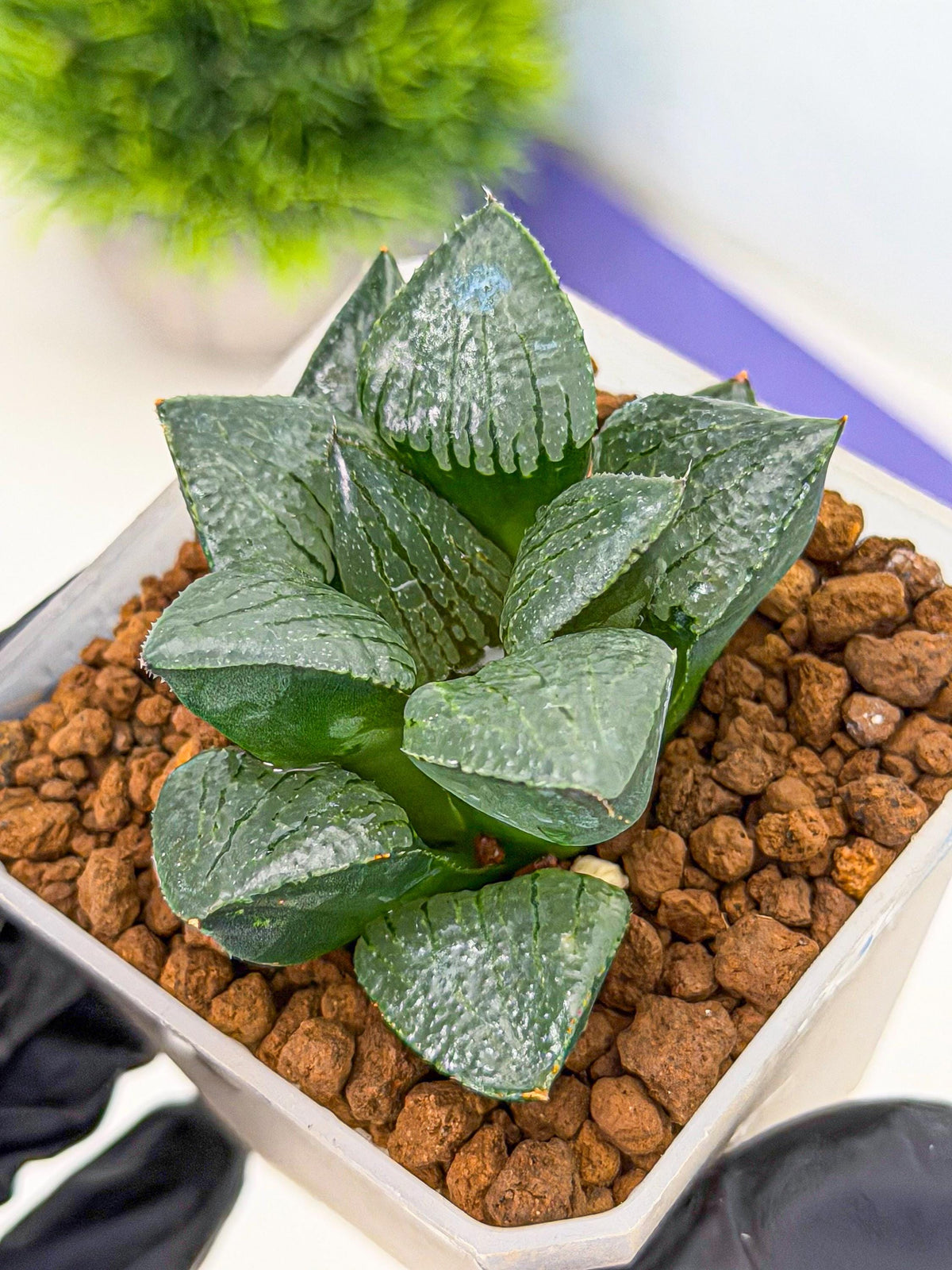 Haworthia Xianggua Dao (wa3) (13) | Rare Hybrids