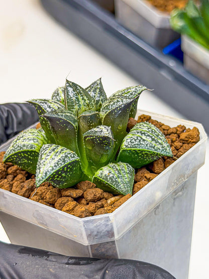 Haworthia Xuejing Se (wa3) (14) | Rare Hybrids