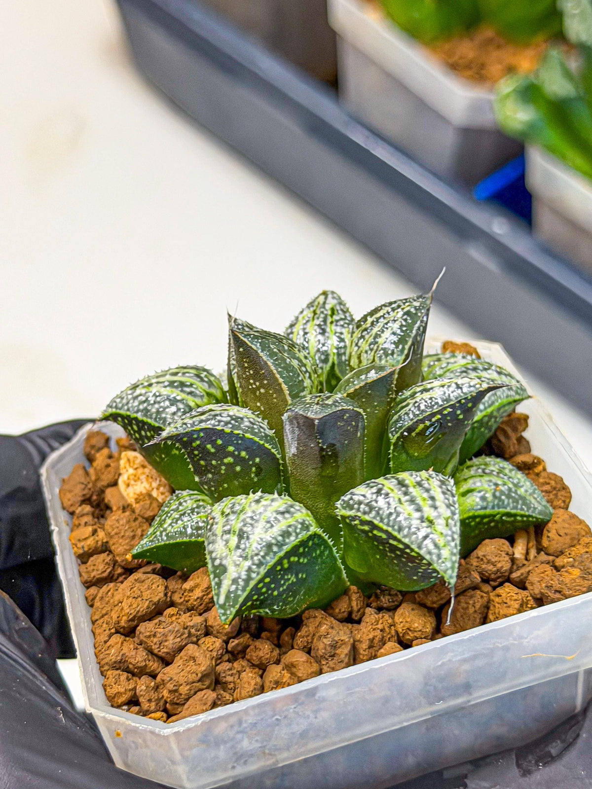 Haworthia Xuejing Se (wa3) (14) | Rare Hybrids