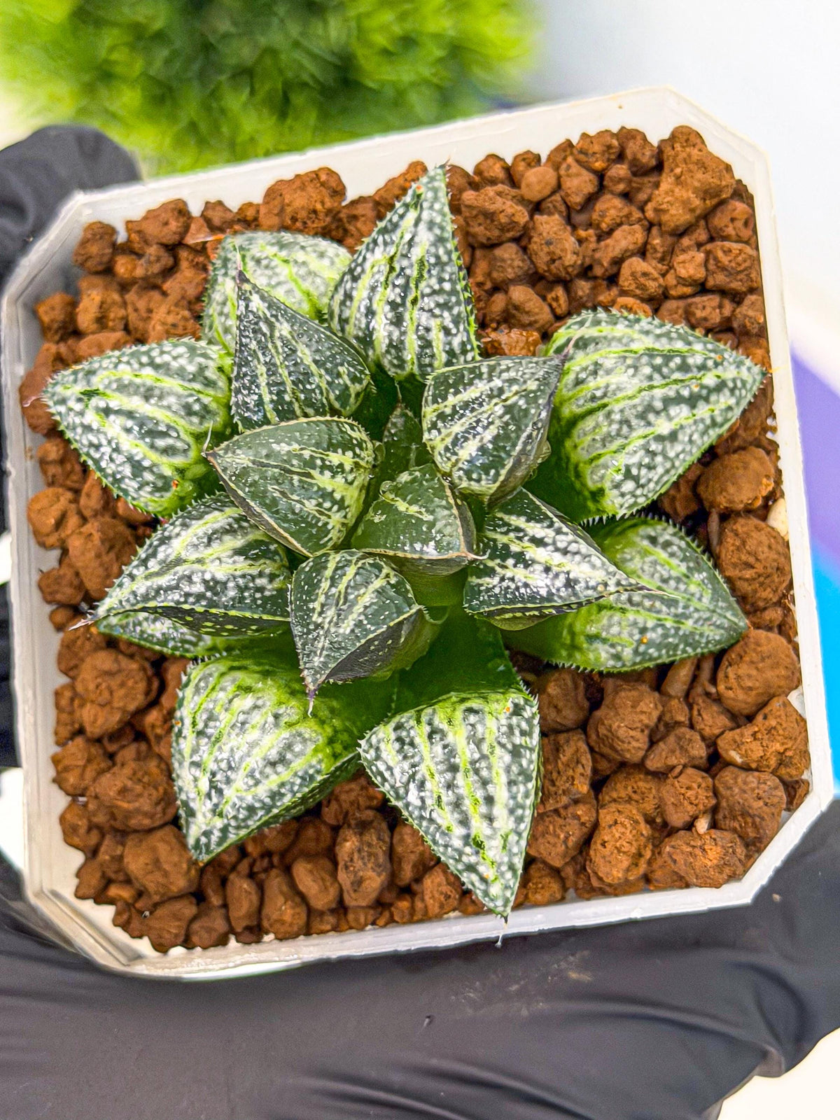 Haworthia Xuejing Se (wa3) (14) | Rare Hybrids