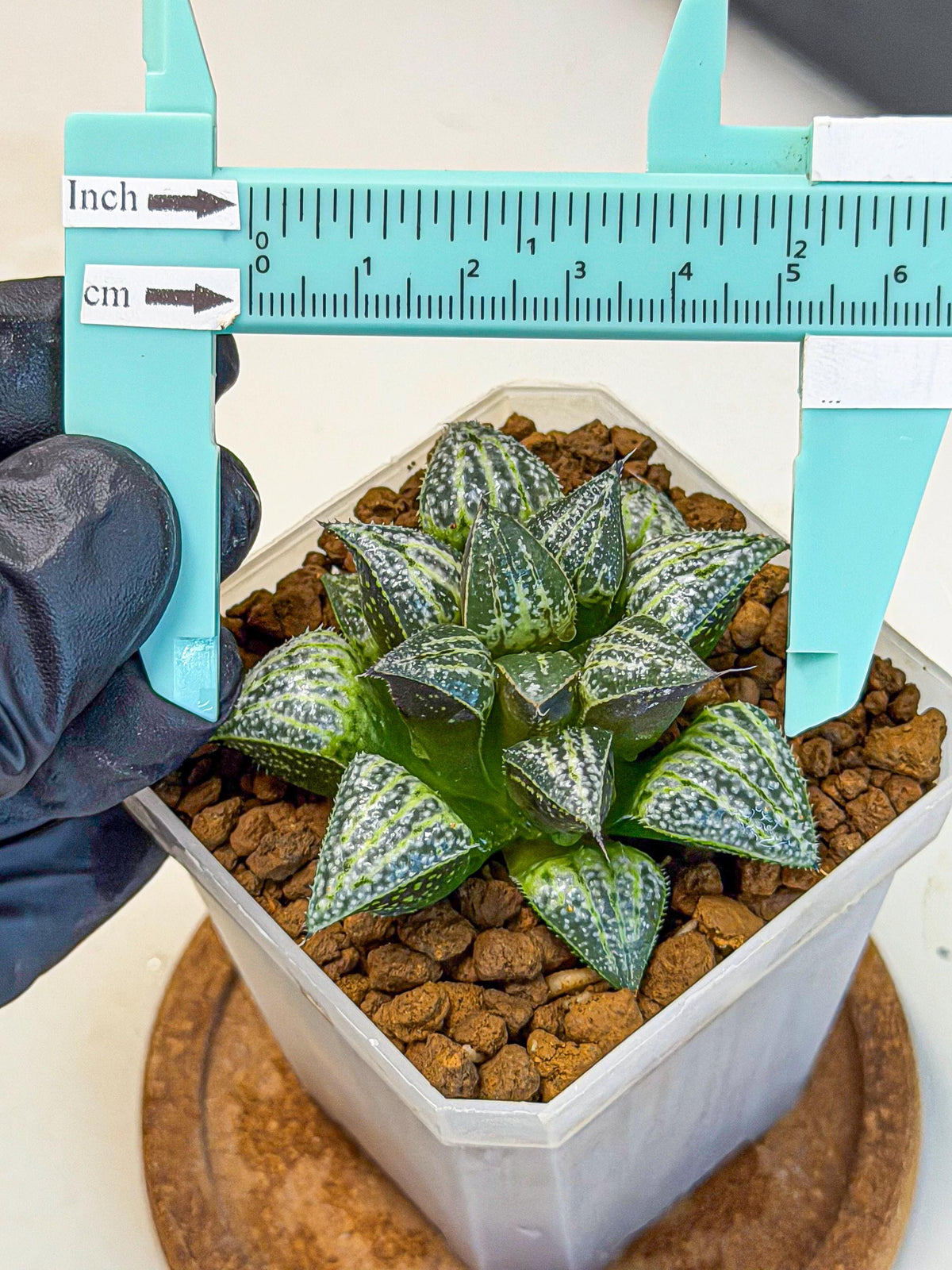 Haworthia Xuejing Se (wa3) (14) | Rare Hybrids