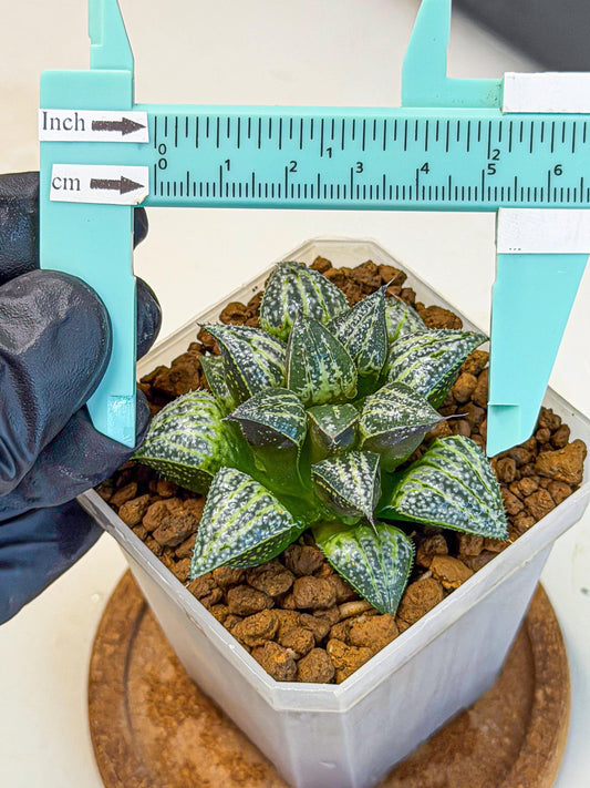Haworthia Xuejing Se (wa3) (14) | Rare Hybrids