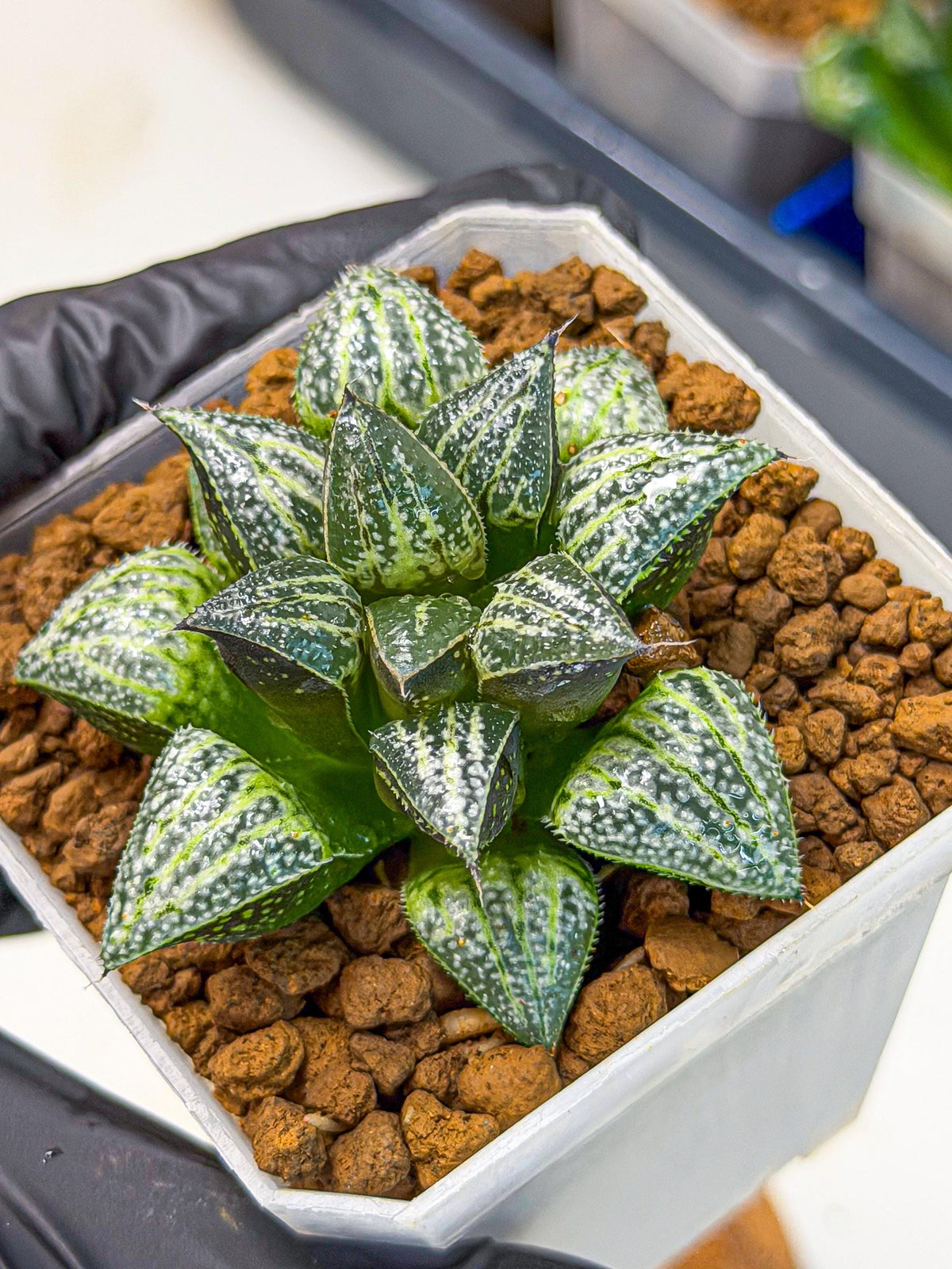 Haworthia Xuejing Se (wa3) (14) | Rare Hybrids