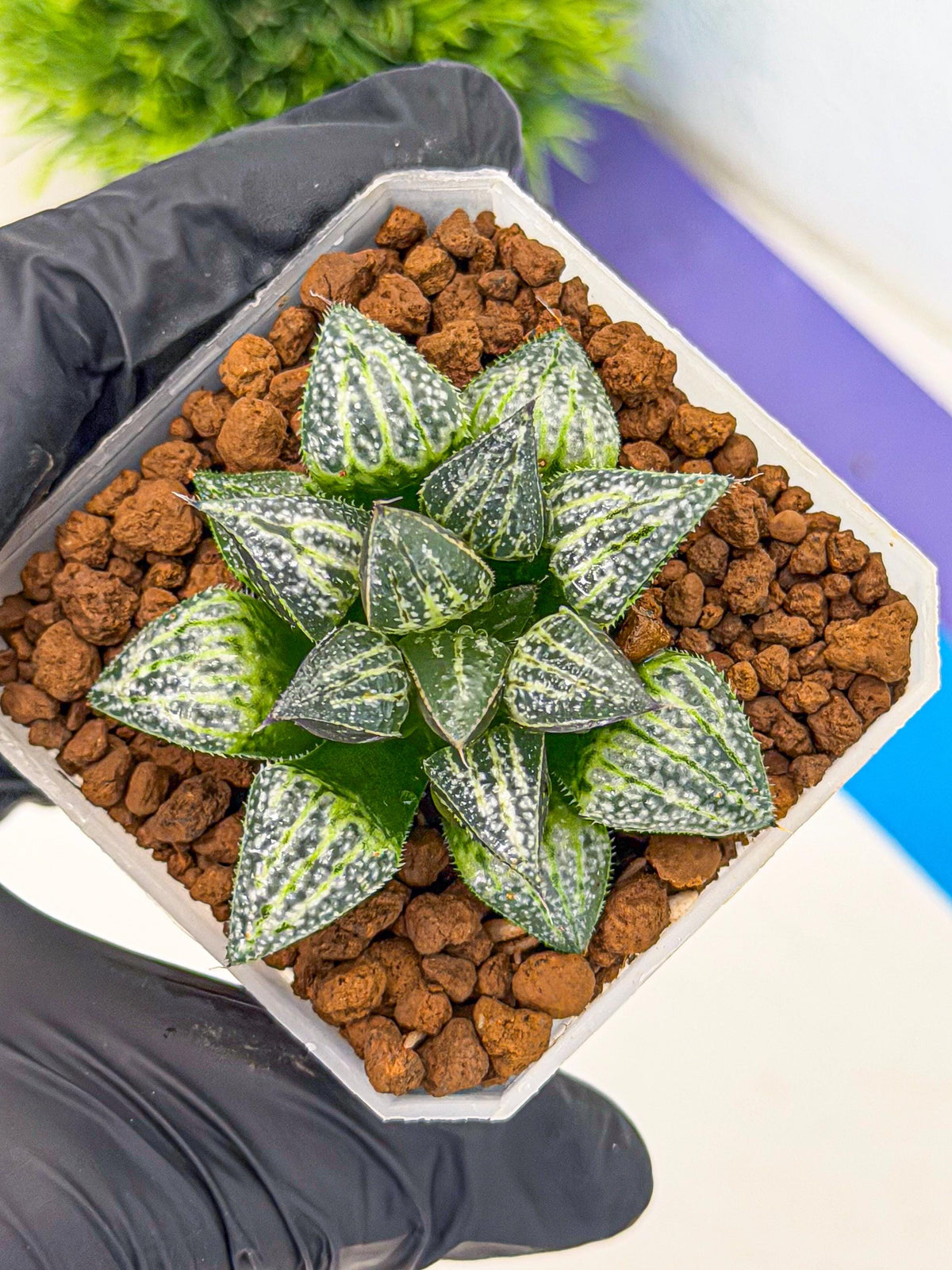 Haworthia Xuejing Se (wa3) (14) | Rare Hybrids