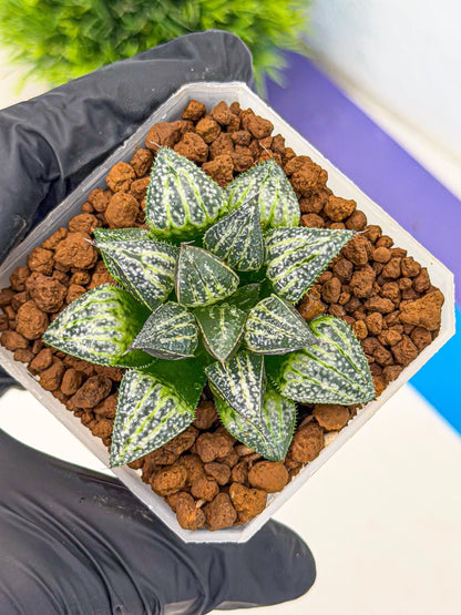 Haworthia Xuejing Se (wa3) (14) | Rare Hybrids