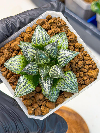 Haworthia Xuejing Se (wa3) (14) | Rare Hybrids