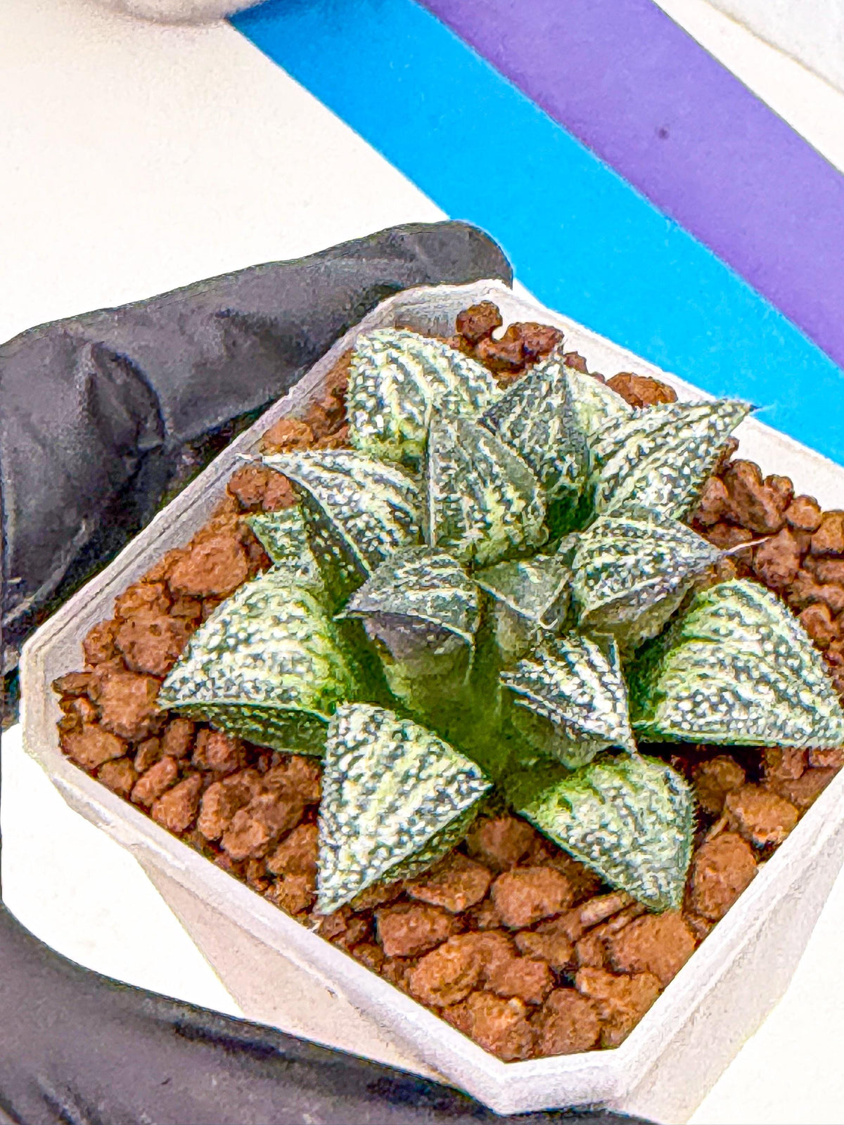 Haworthia Xuejing Se (wa3) (14) | Rare Hybrids