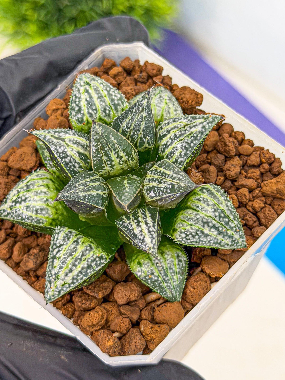 Haworthia Xuejing Se (wa3) (14) | Rare Hybrids