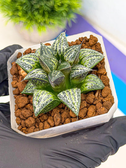 Haworthia Xuejing Se (wa3) (14) | Rare Hybrids