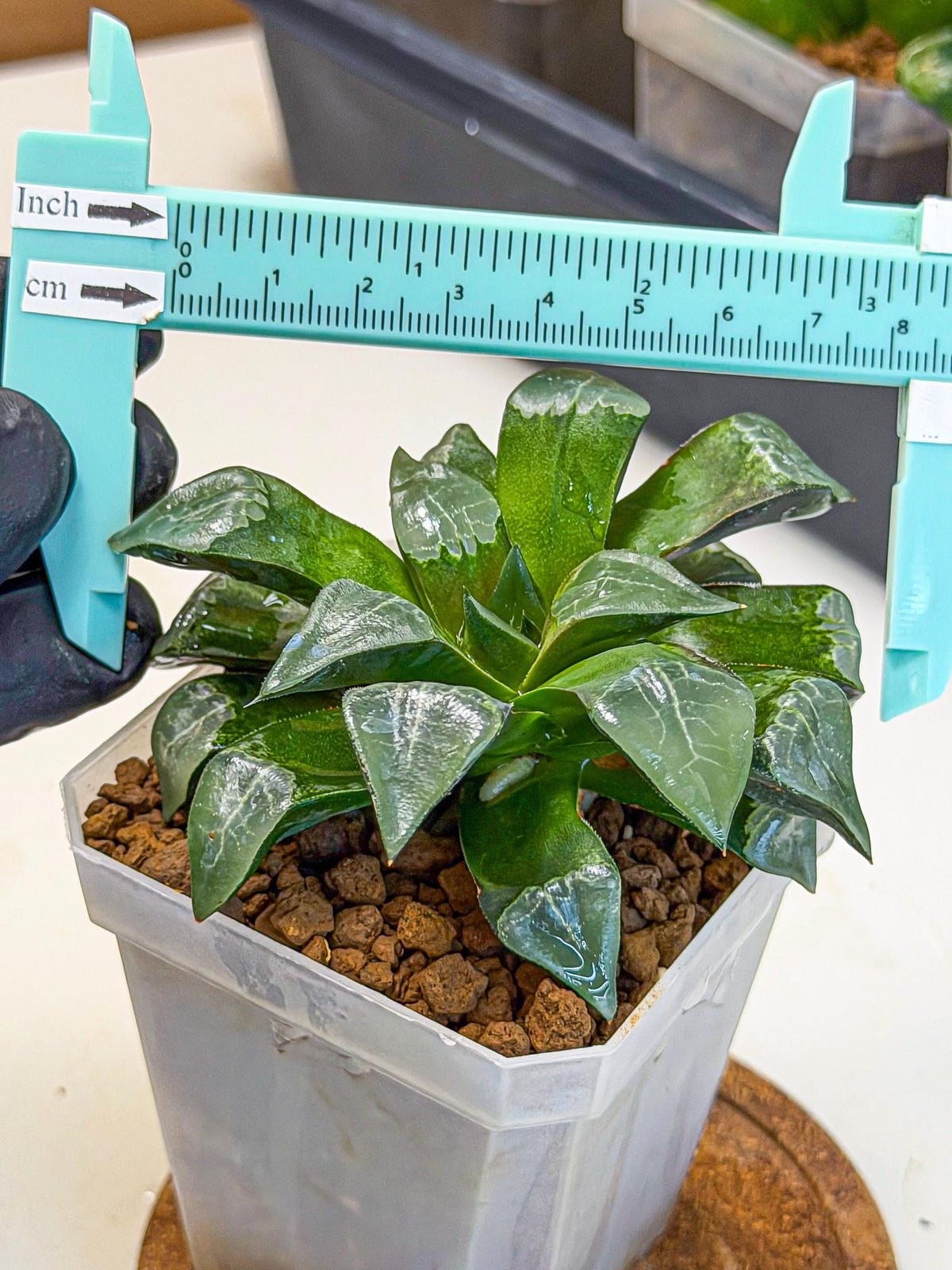 Haworthia Muke (wa3) (15) | Rare Hybrids