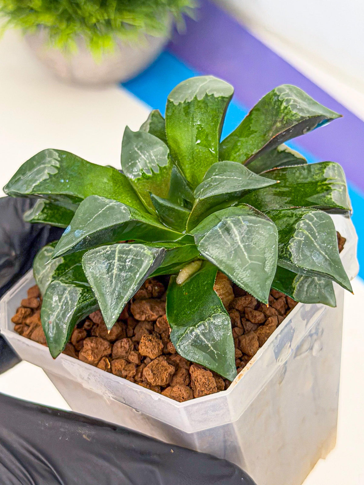 Haworthia Muke (wa3) (15) | Rare Hybrids