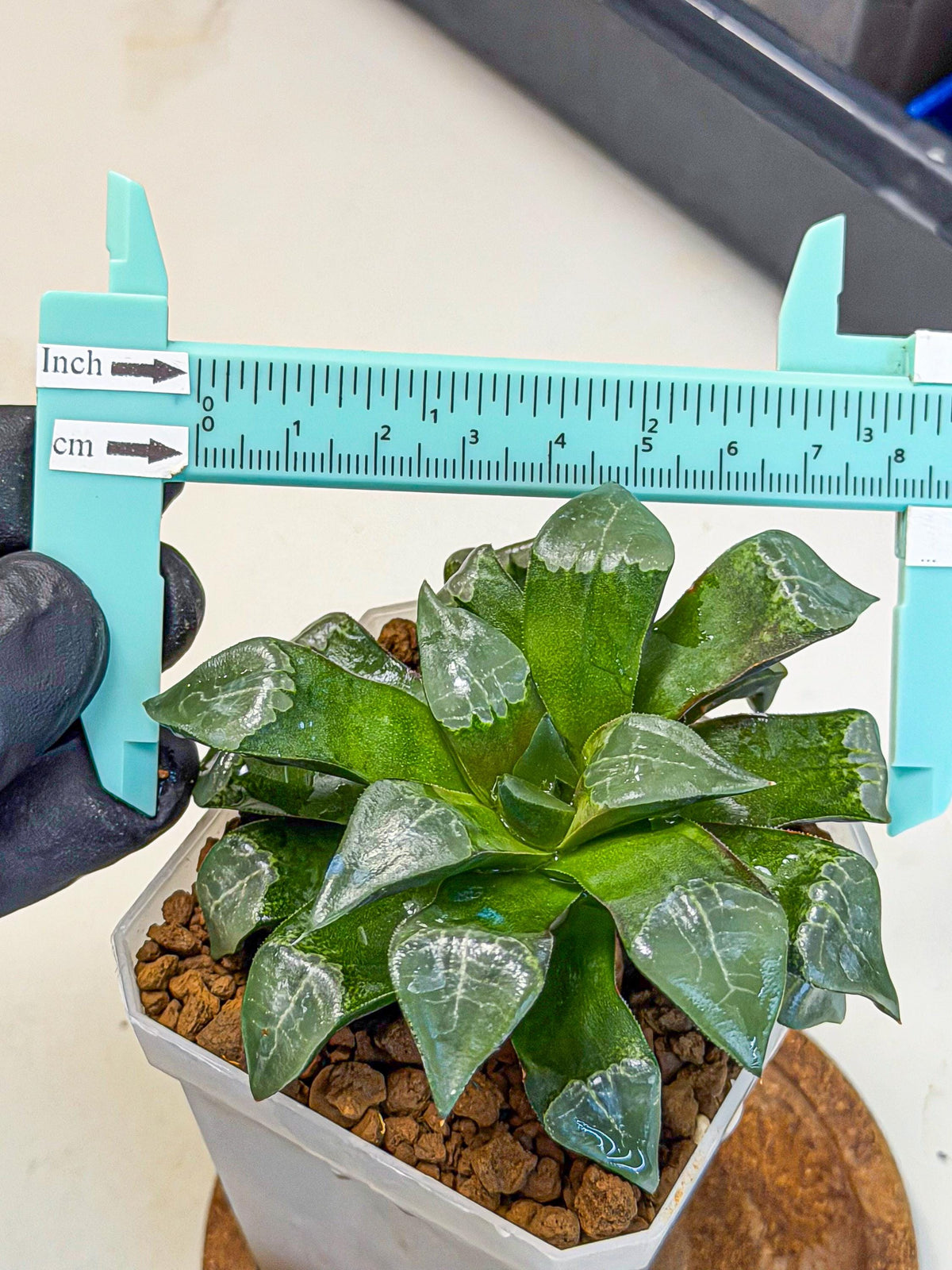 Haworthia Muke (wa3) (15) | Rare Hybrids