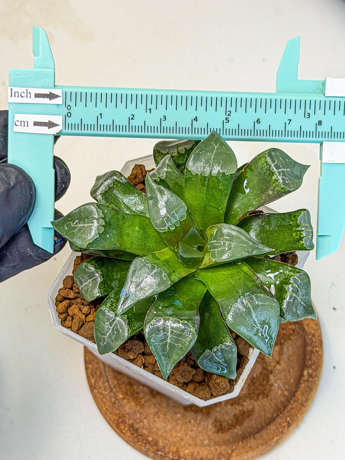 Haworthia Muke (wa3) (15) | Rare Hybrids
