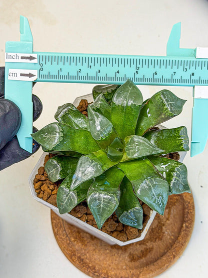 Haworthia Muke (wa3) (15) | Rare Hybrids