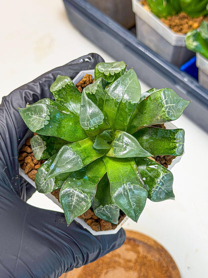 Haworthia Muke (wa3) (15) | Rare Hybrids