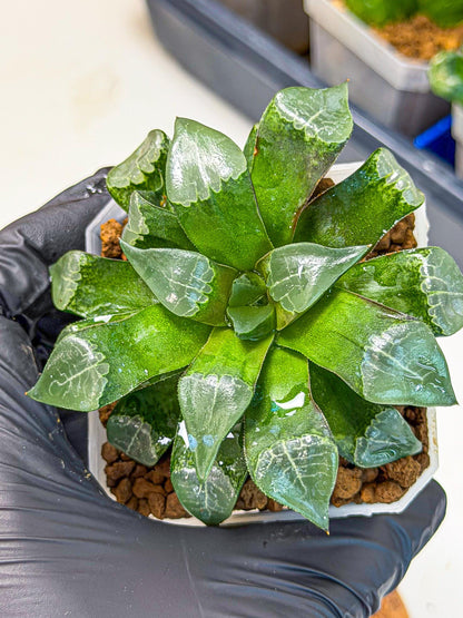 Haworthia Muke (wa3) (15) | Rare Hybrids