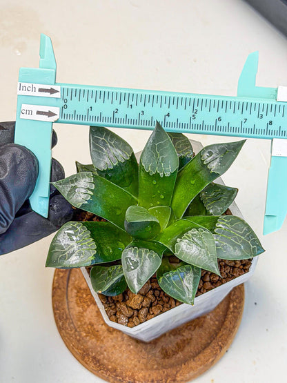 Haworthia Muke (wa3) (16) | Rare Hybrids