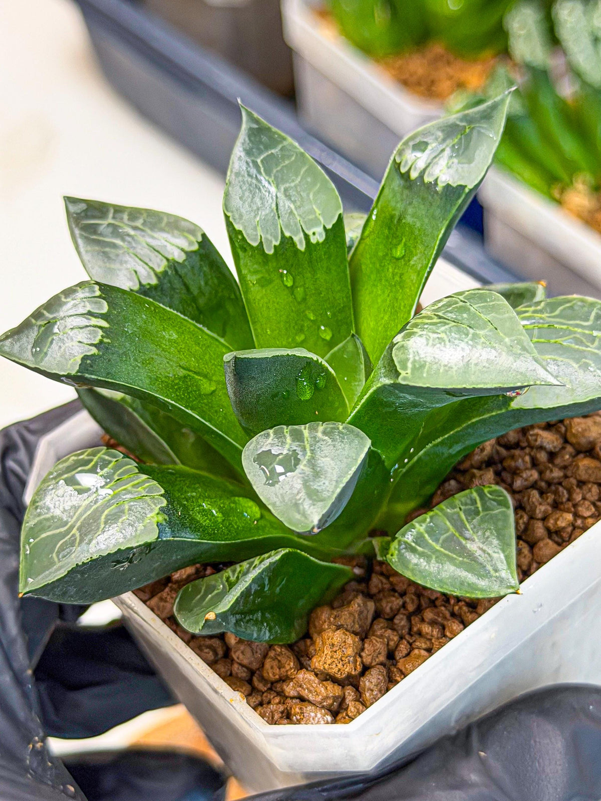Haworthia Muke (wa3) (16) | Rare Hybrids