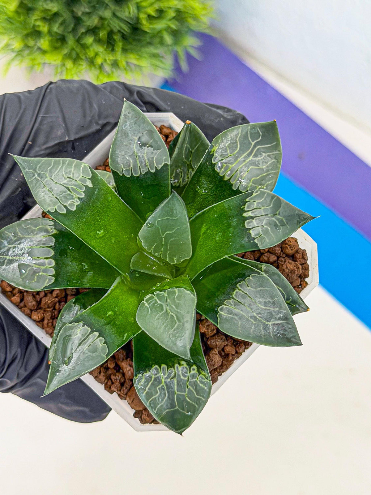 Haworthia Muke (wa3) (16) | Rare Hybrids