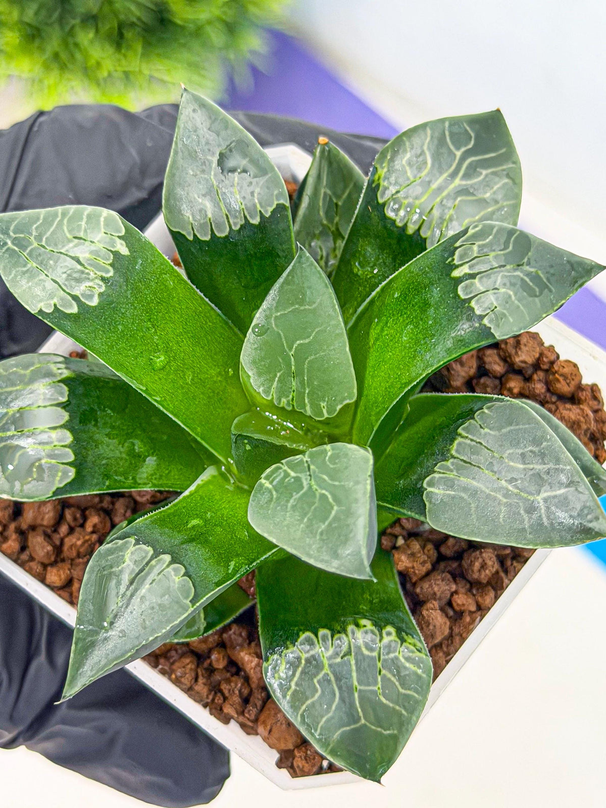 Haworthia Muke (wa3) (16) | Rare Hybrids