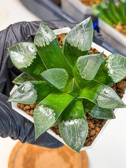 Haworthia Muke (wa3) (16) | Rare Hybrids