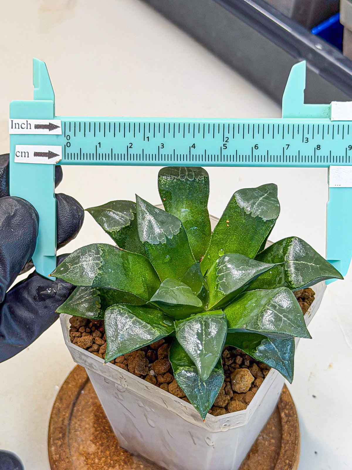Haworthia Muke (wa3) (17) | Rare Hybrids