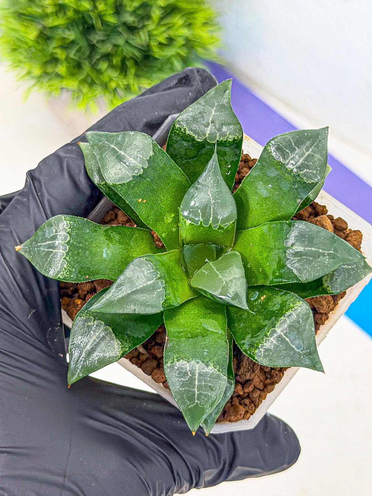Haworthia Muke (wa3) (17) | Rare Hybrids
