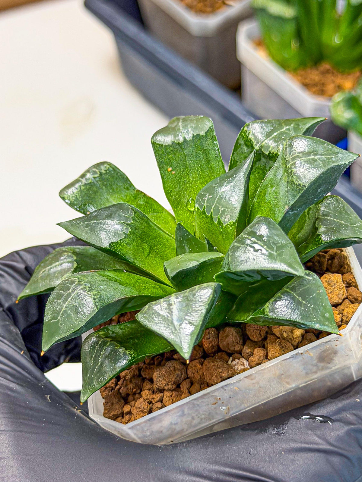 Haworthia Muke (wa3) (17) | Rare Hybrids