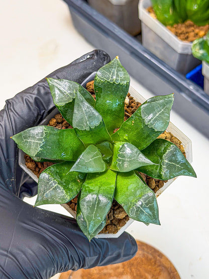 Haworthia Muke (wa3) (17) | Rare Hybrids