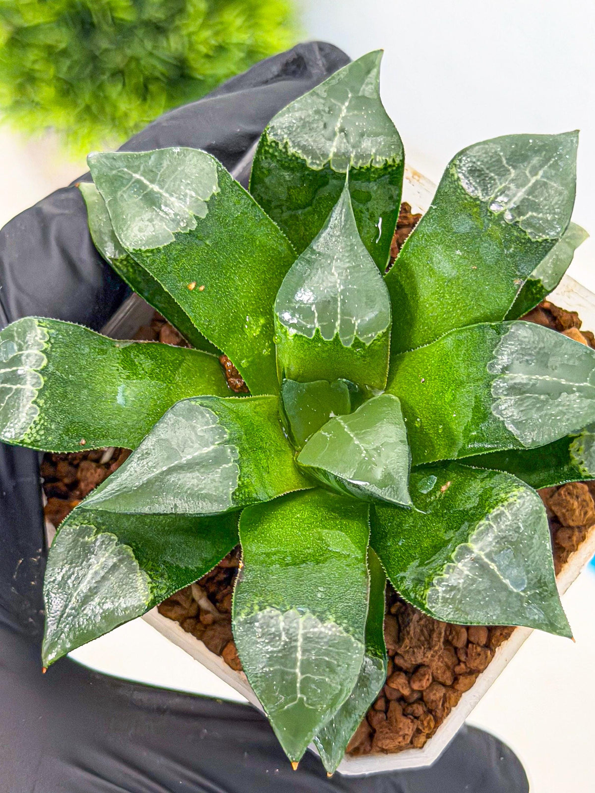 Haworthia Muke (wa3) (17) | Rare Hybrids