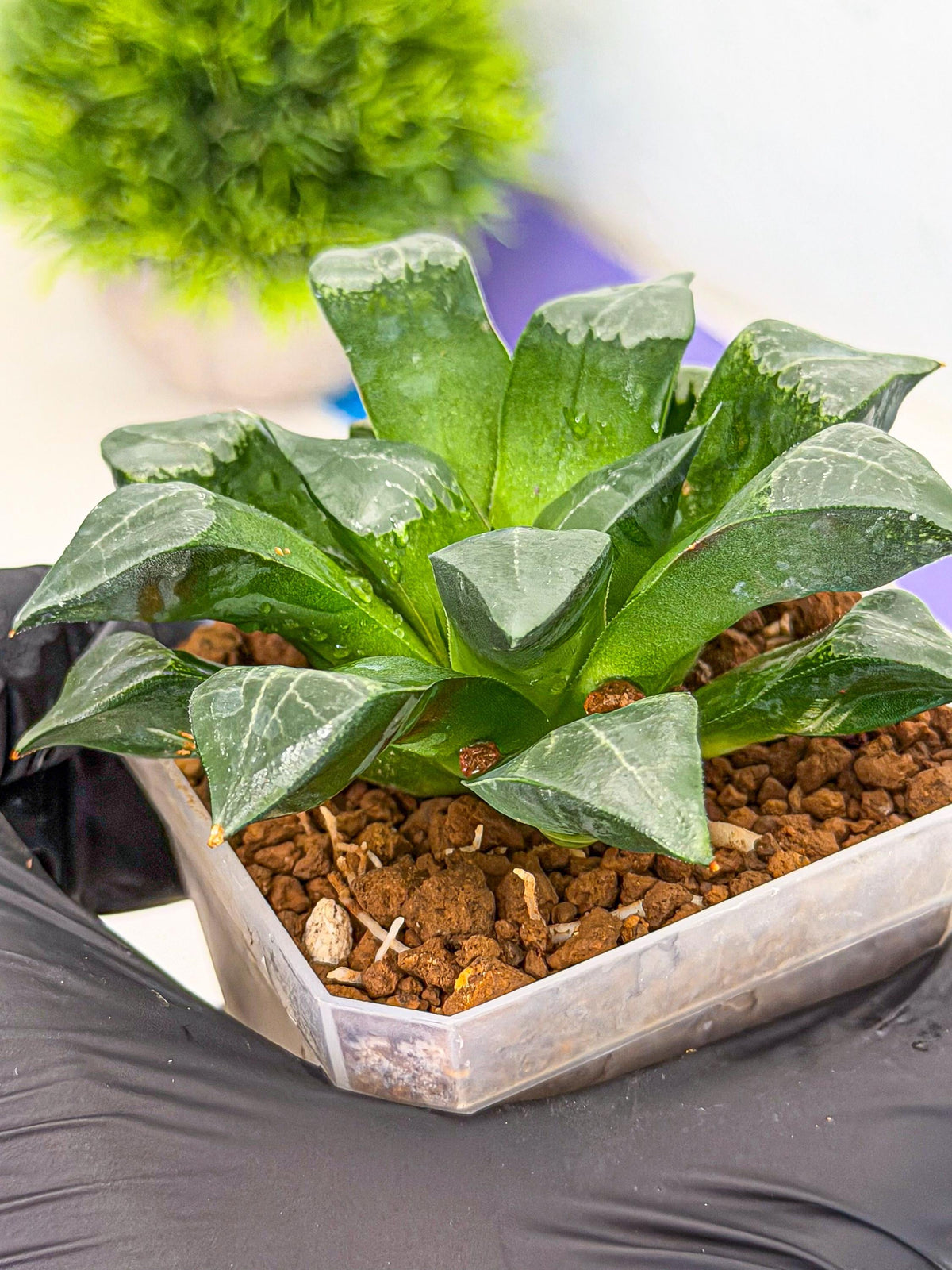 Haworthia Muke (wa3) (17) | Rare Hybrids