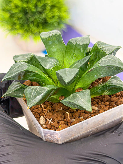 Haworthia Muke (wa3) (17) | Rare Hybrids