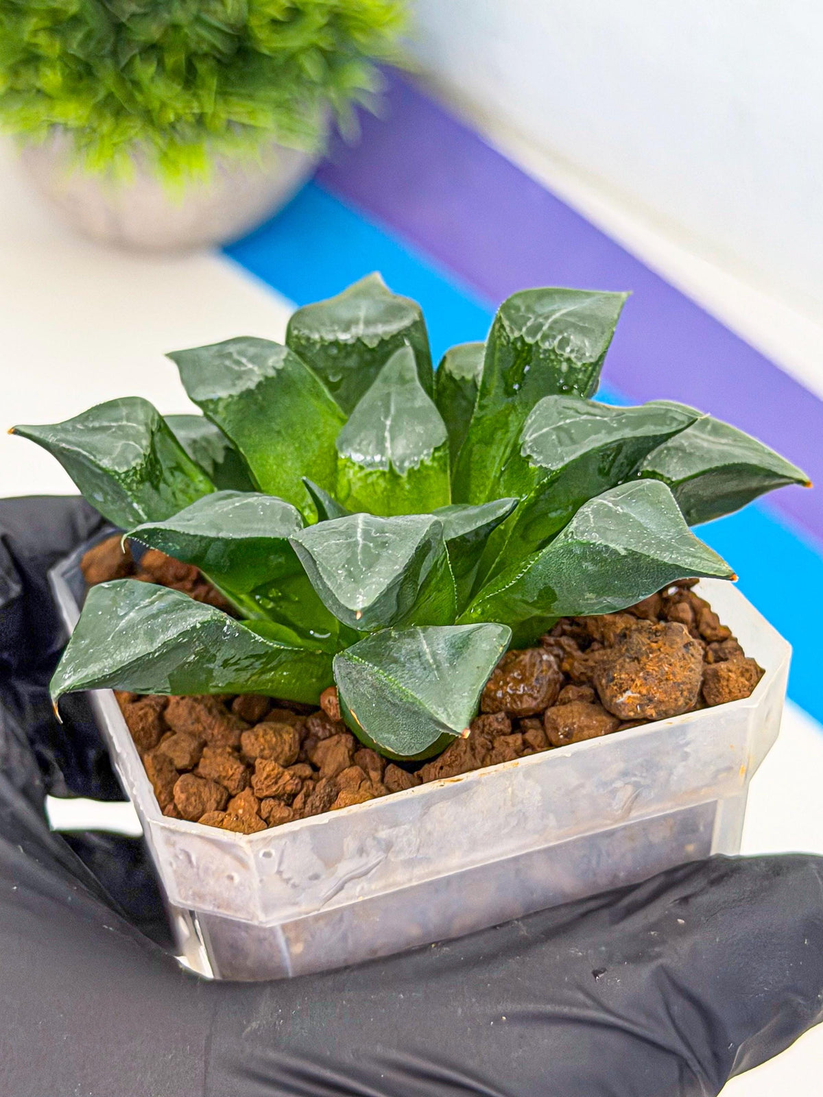 Haworthia Muke (wa3) (pp) | Rare Hybrids